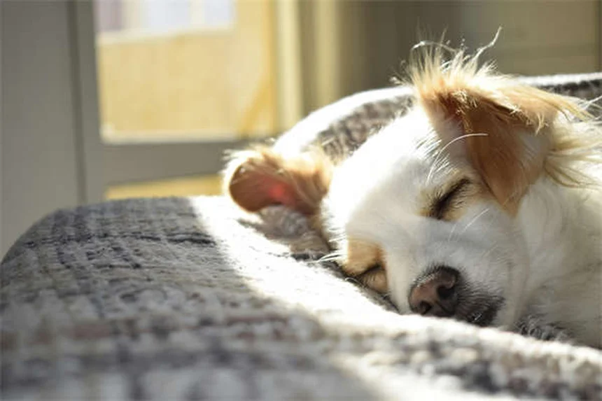 Dog Heat Cycle Explained: Signs, Duration & Care Tips