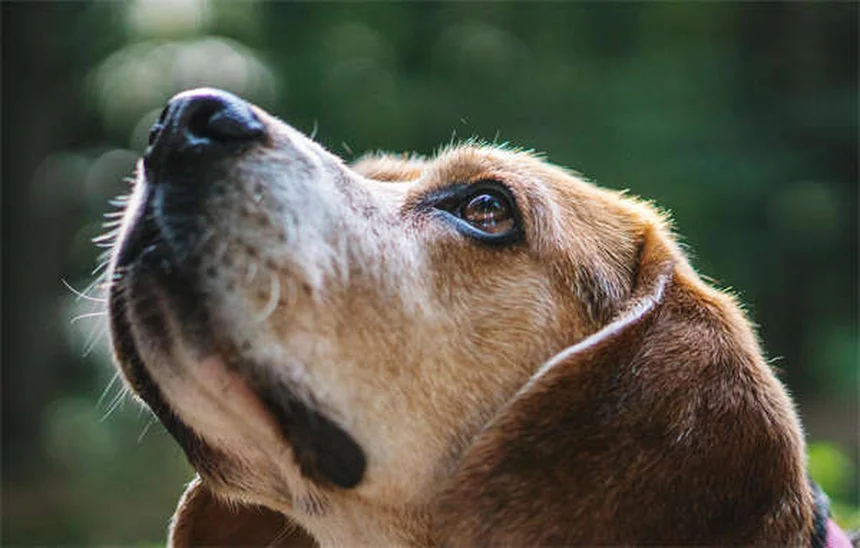 7 Most Common Dog Cancers: Symptoms & Treatments Explained