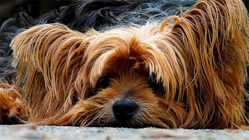 Gabapentin for Dogs: Uses, Dosage & Safety Tips from Vets