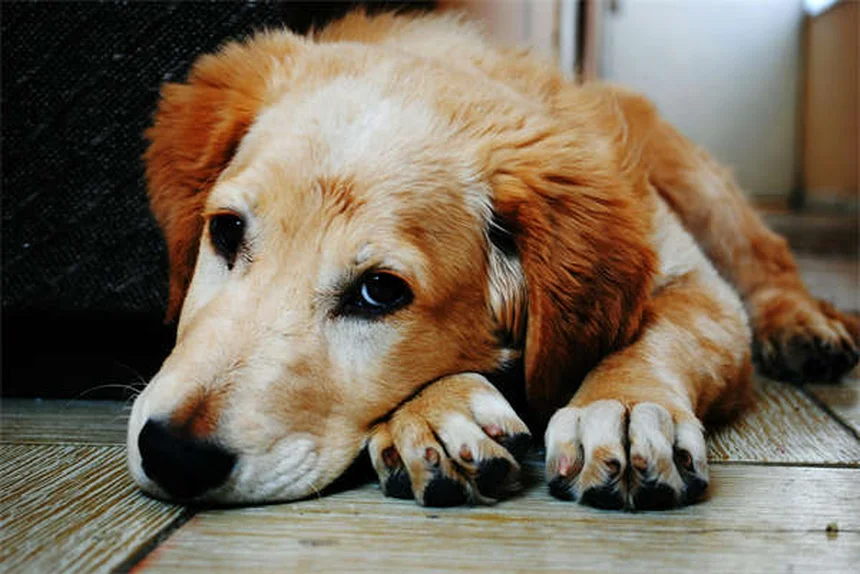 Von Willebrand Disease in Dogs: Symptoms, Treatment & Prevention