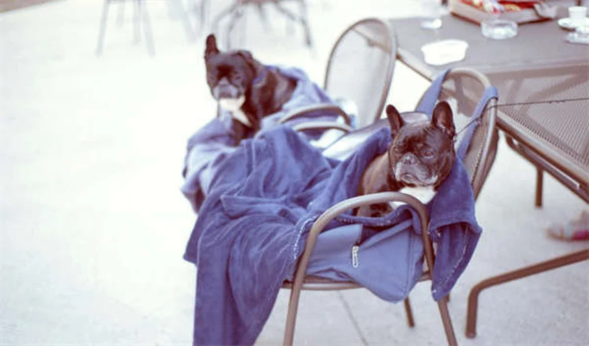 Lyme Disease in Cats: 5 Warning Signs Every Pet Owner Should Know