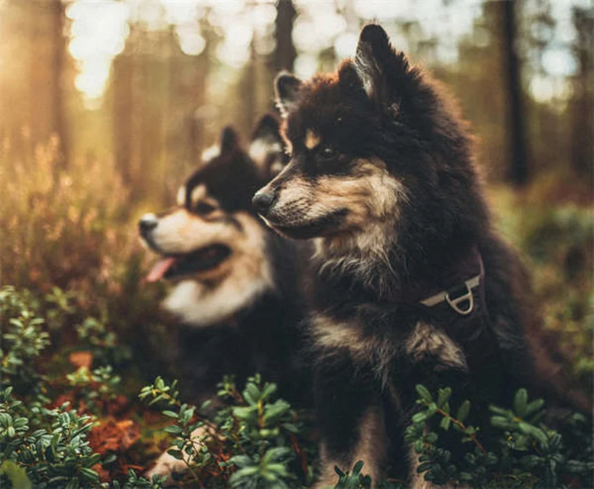 10 Clear Signs Your Dog Is Family (Not Just a Pet)
