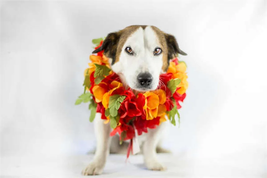 Therapy Dogs in Hospitals: 5 Proven Benefits & How They Help Patients