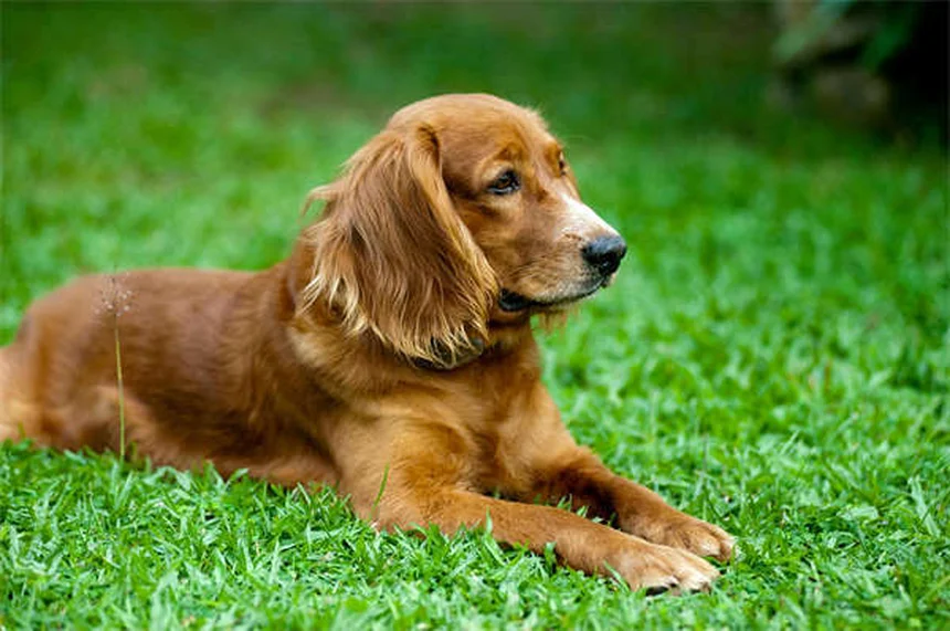 Dog Incontinence: Causes & Treatments That Actually Work
